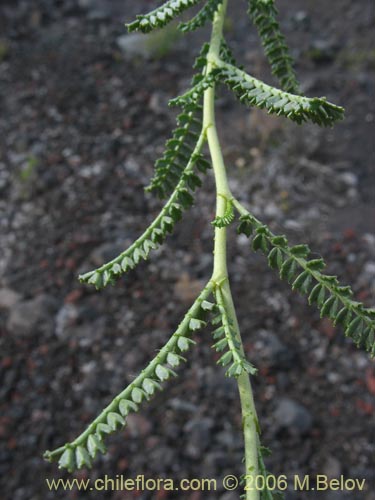 Bild von Adesmia emarginata (Paramela). Klicken Sie, um den Ausschnitt zu vergrössern.